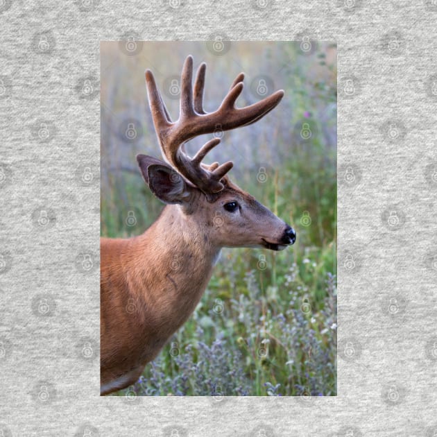 White-tailed deer Buck by Jim Cumming